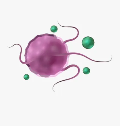 보라색 유해균 그림
